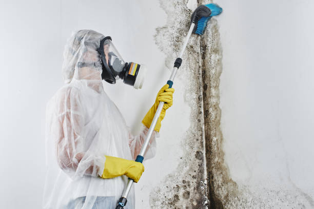 Why You Should Choose Our Mold Remediation Services in North Randall, OH